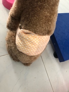 Bỉm chó đực petsoft
