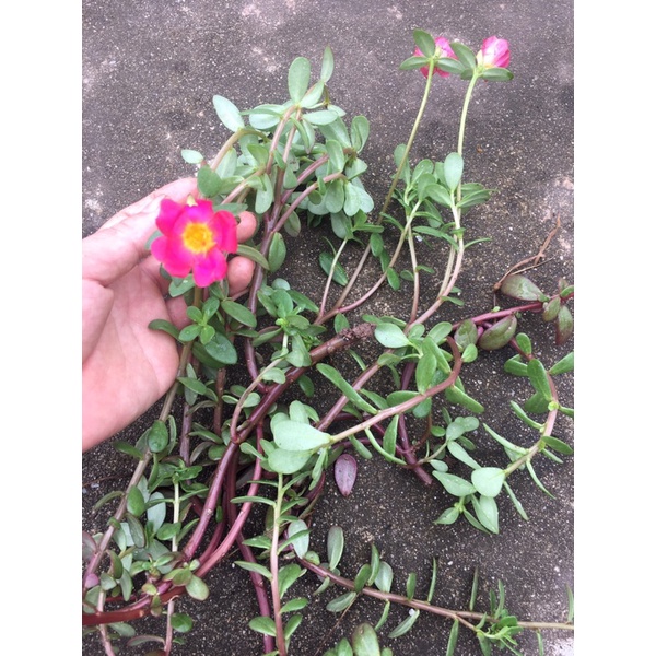 10 cành Hoa Sam Nhật  mix màu