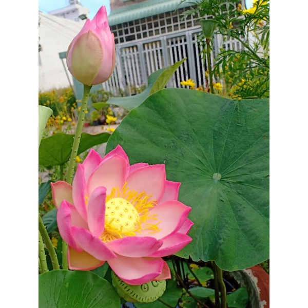 5C NHỤY SEN SZE S,đk 2-2.5cm