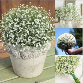 Hạt giống Hoa Baby trắng – 100Hạt