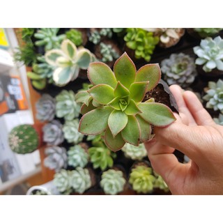 Sen đá ba màu (Đọc mô tả) Aeonium ‘Kiwi'