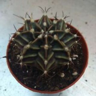 Xương rồng Gymno vân