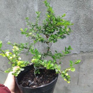 Cây sam trái bonsai dáng đẹp