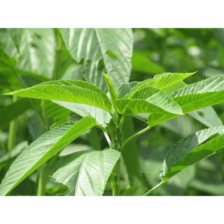 Hạt giống rau đay trắng