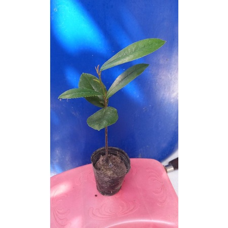 2 cây hồng nhung 6 lá