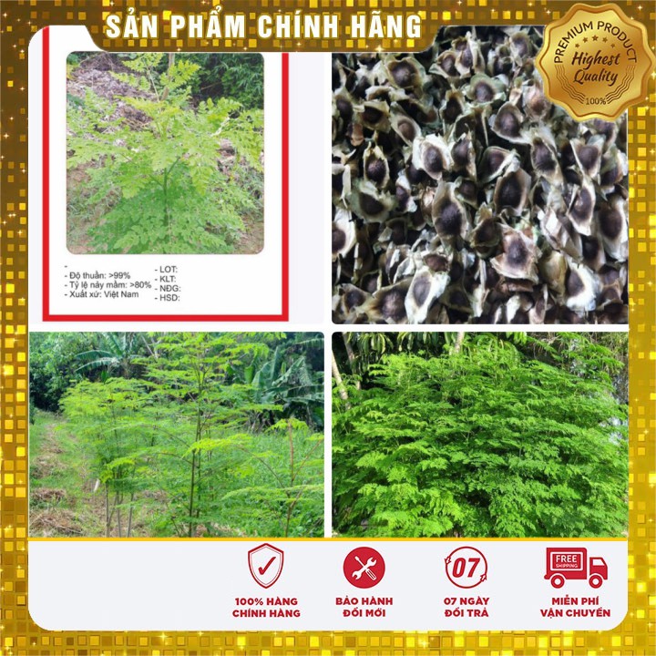 Hạt giống cây Chùm Ngây 10 Hạt [Bán Sỉ]