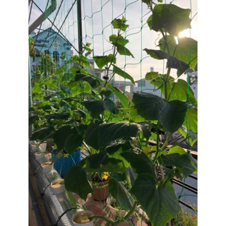 [BIÊN CHỊU LỰC 4 CẠNH] Lưới Giàn Cây Leo 6m x 8m [SỢI TO]