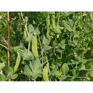 Hạt Giống Đậu Hà Lan Rạng Đông 50gram