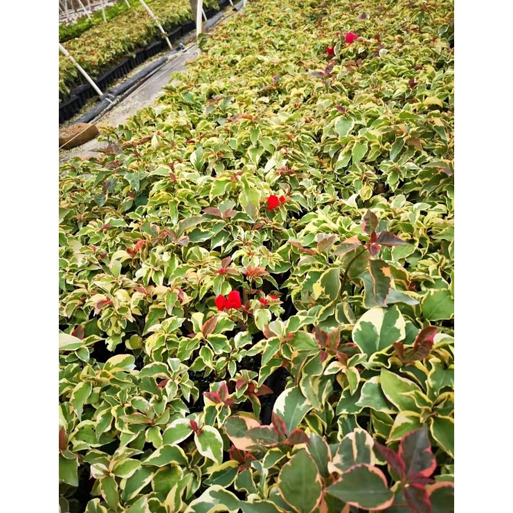 Cây giống hoa giấy cẩm thạch