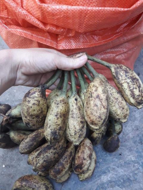 Chuối hột rừng tươi tây bắc