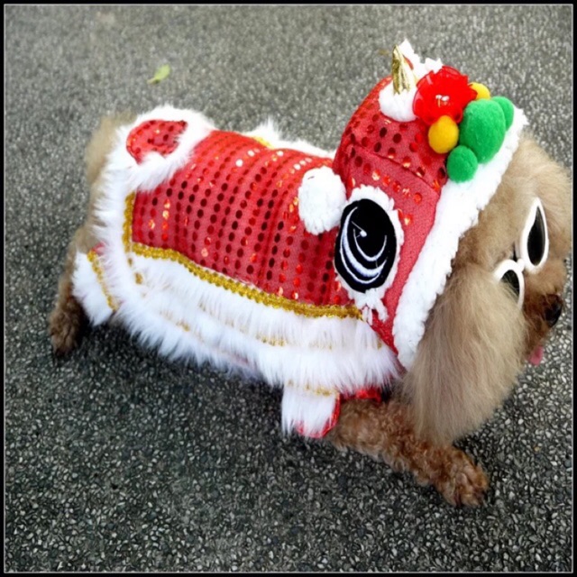 Áo chó mèo-áo têt-áo hình con lân