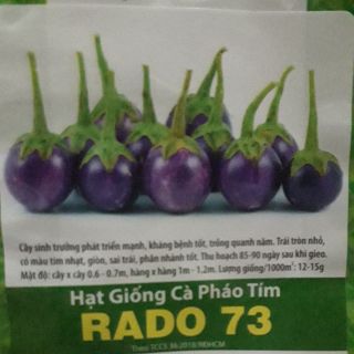 HẠT GIỐNG CÀ PHÁO TÍM 🤩🤩🤩