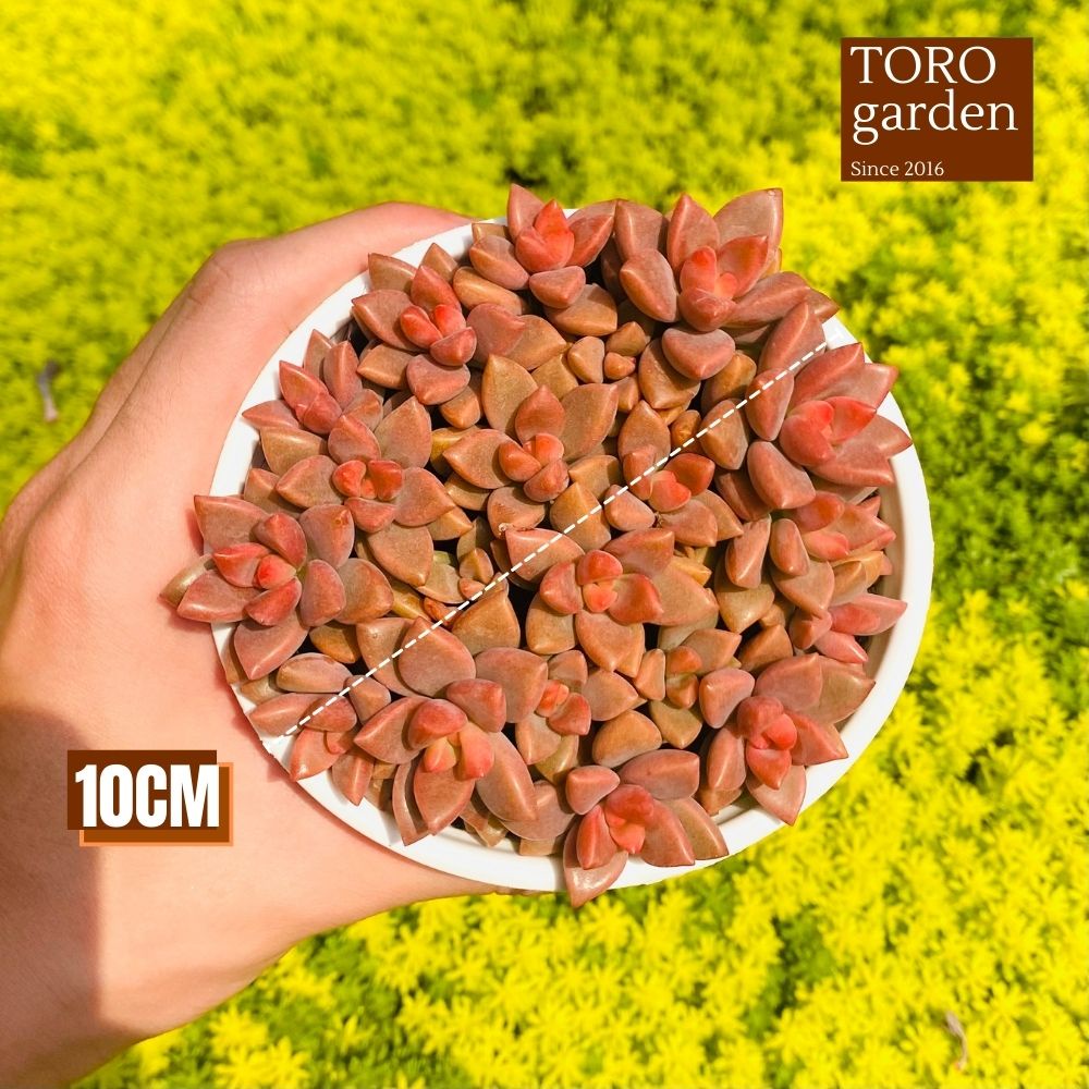 Sen đá đá nâu Đà Lạt size trung bình cây cảnh trang trí nhà cửa Toro garden