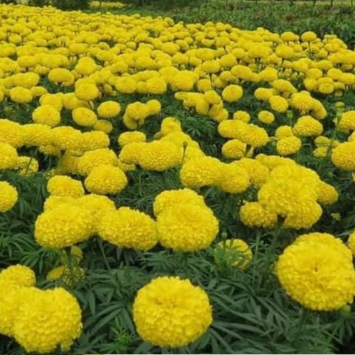 free ship - Hạt giống hoa cúc vạn thọ mỹ - 100gr gói cúc vạn thọ mỹ