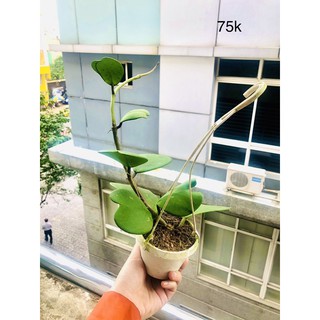 Chậu lan cẩm cù lá tim