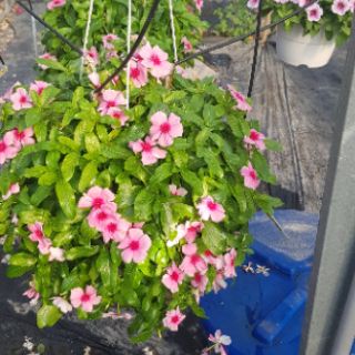 Dừa Cạn Siêu Hoa, Hàng Chịu Nắng Cao