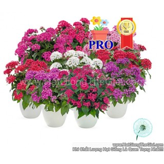 5h Hạt Giống Hoa Diễm Châu Graffiti 20/20 Mix (TLB3| -KD: B36*X61*M241)