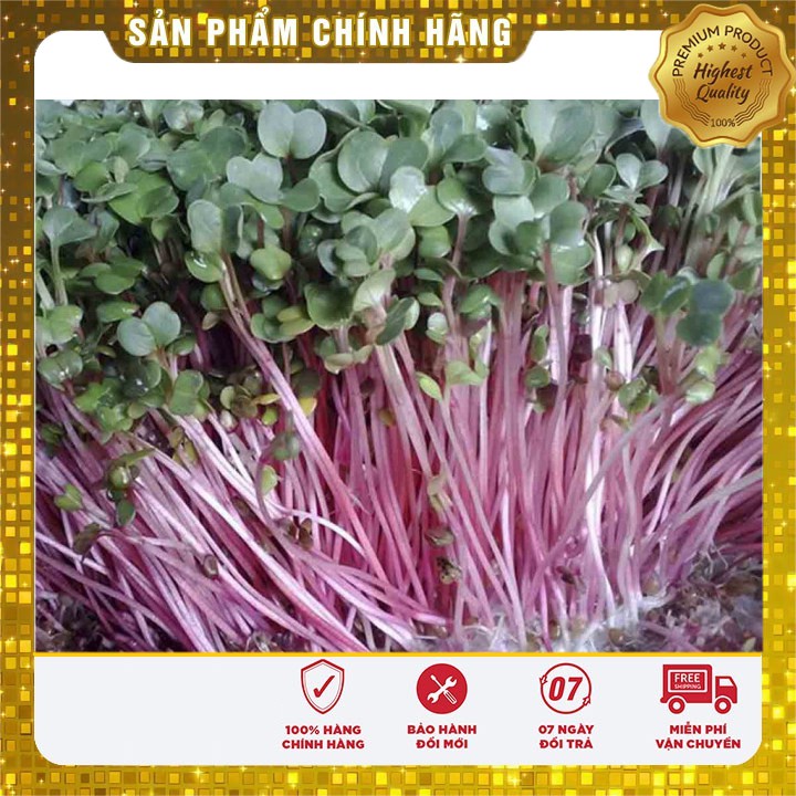 Hạt giống Rau Mầm Củ Cải Đỏ trồng gia đình 7-10 ngày thu hoạch ( 50 gram)