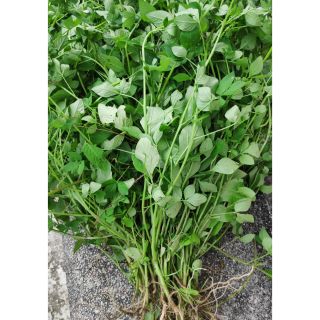 Cây Mần Ri tươi dùng làm thuốc