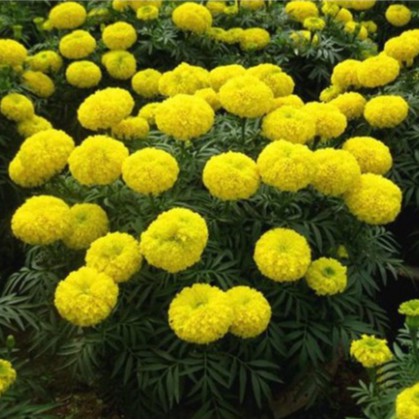 Hạt Giống Hoa Vạn Thọ Mỹ (gói 150 hạt, tặng phân)