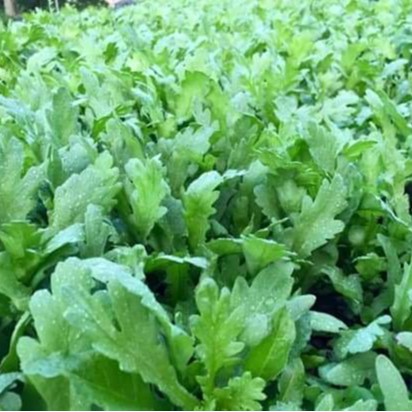 Hạt Giống Tần Ô Cúc Tẻ PN  - AN AN SAIGON