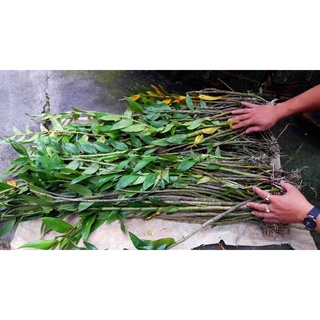 Lan Hoàng thảo long nhãn 1kg