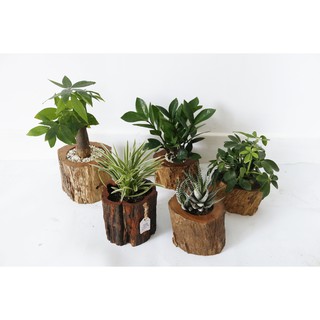 Chậu Cây Cảnh Bằng Gỗ Tự Nhiên