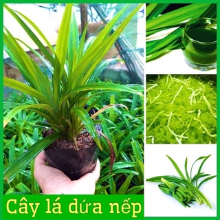 CÂY GIỐNG LÁ NẾP(lá dứa) LÀM GIA VỊ