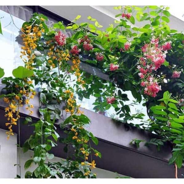 10 Hạt Hoa lan hoàng dương – Loài hoa dây leo với sắc màu rực rỡ
