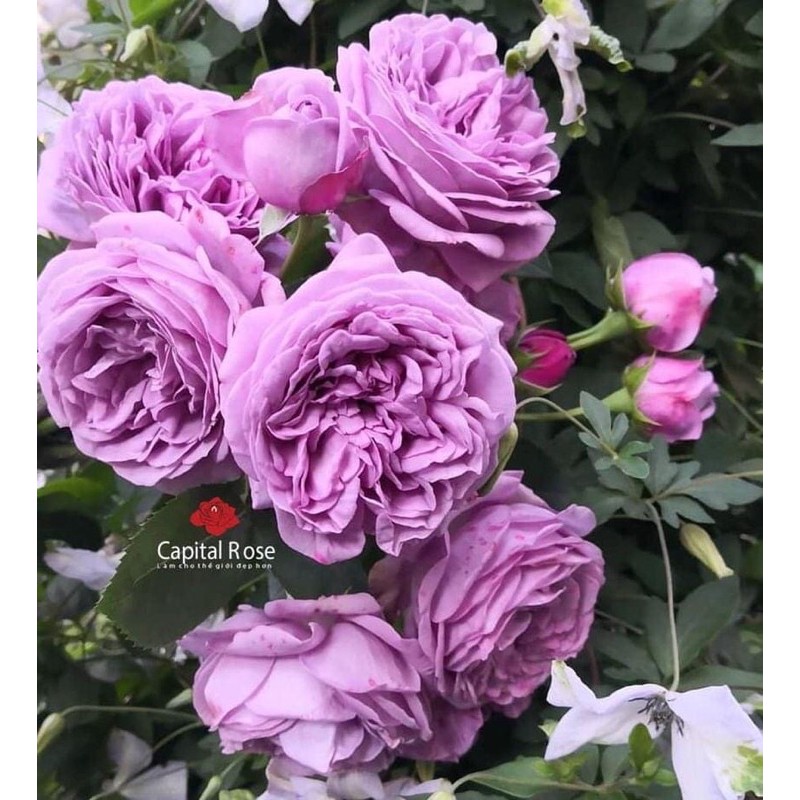 Hoa hồng tím Lavender