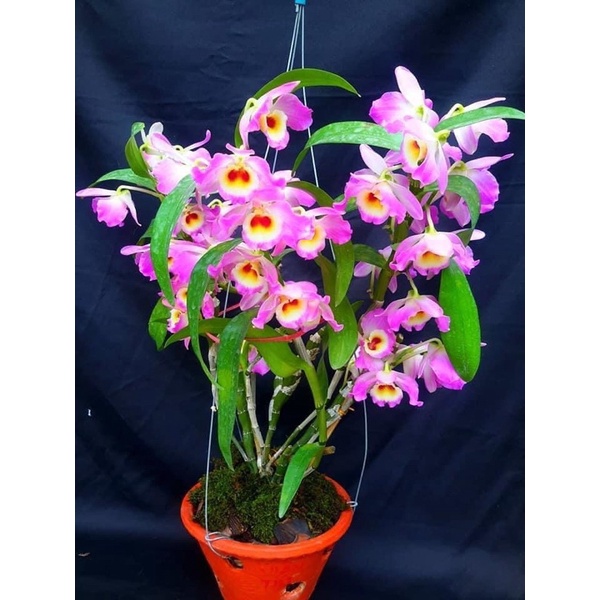 🍀HÀNG ĐẸP🍀Hoa Lan đùi gà Tây Bắc hàng chuẩn bóc rừng