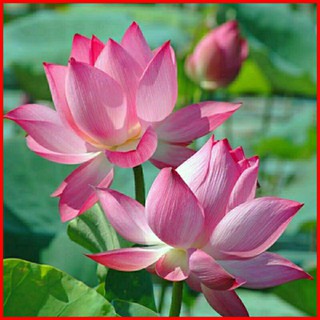 Tinh Dầu Hoa Sen Chiết Xuất Từ Thiên Nhiên 100% Lọ 10ml