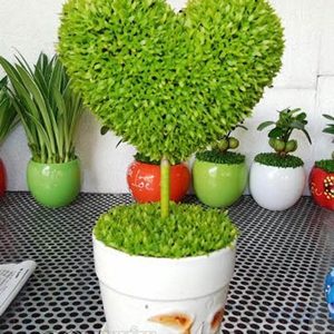 Hạt giống thủy sinh các loại trân châu lùn, ngưu mao chiên, thanh điệp, lá tròn, trái tim