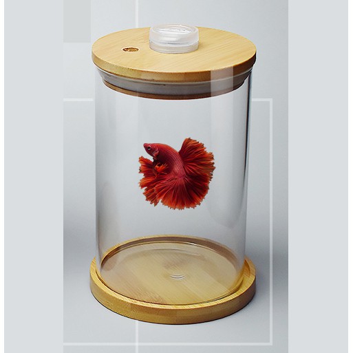 Bể cá chọi Betta-03