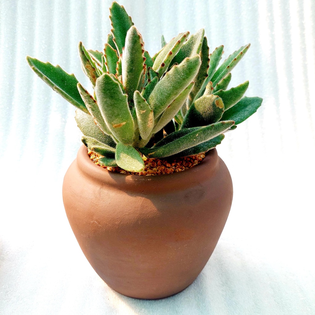 Chậu đất nung, Chậu sen đá - Chum lùn, đường kính miệng 14cm, chiều cao 15cm