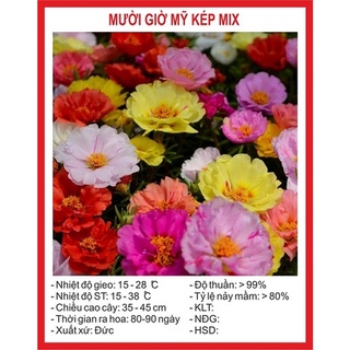 300 Hạt giống hoa Mười giờ Mỹ mix tặng kích mầm