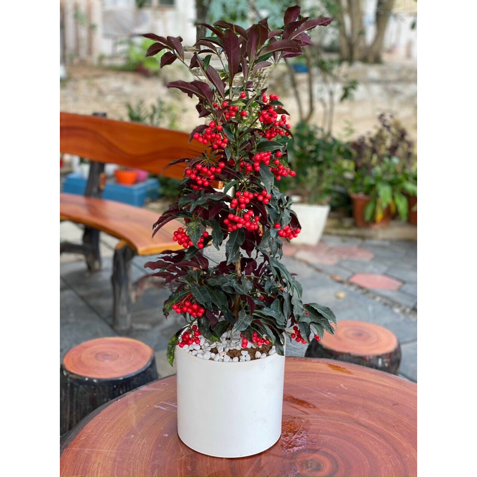 Chậu nhựa trồng cây hình trụ tròn đk 12-14cm - chậu giả sứ trồng cây cảnh, cây nội thất