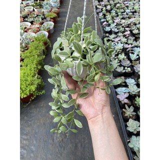 Chậu treo hạt dưa