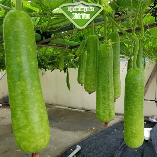 Bầu lai ngon ngọt tươi xanh [CHỈ GIAO TPHCM]