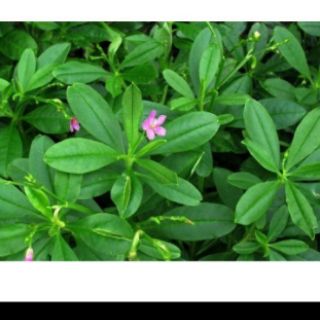 6 cây giống sâm đất( thổ sâm)cao hơn30cm