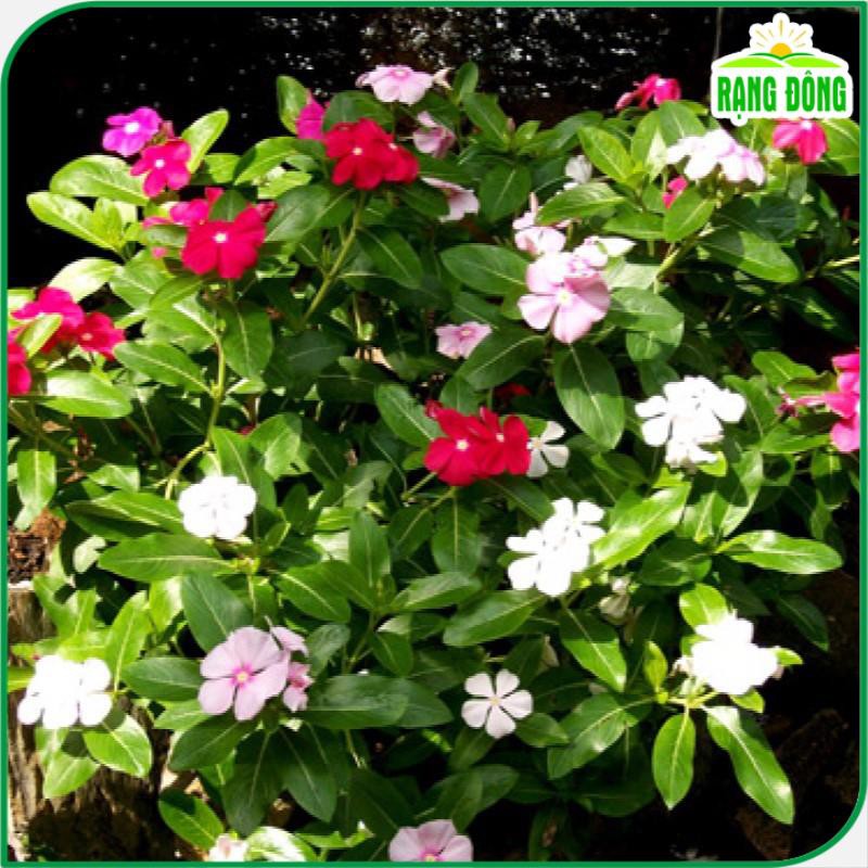 Hạt giống Hoa Dừa Cạn Lùn nhiều màu, thích hợp trồng giỏ treo, chậu ban công - Hạt giống Rạng Đông