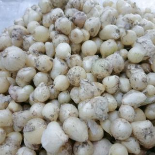 Củ Nén( củ hành tăm)