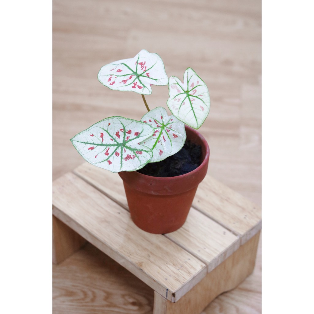 Chậu cây Caladium Strawberry Star - Môn Kem Dâu Tây hàng thuần khí hậu Việt Nam