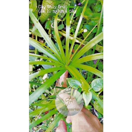 CÂY THỦY TRÚC TRANG TRÍ HỒ CÁ, CẮM HOA- 1 Nhánh