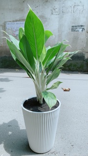 Chậu Cây Bạch Mã Hoàng Tử (chỉ giao hoả tốc)