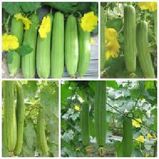 GÓI 400 HẠT GIỐNG MƯỚP HƯƠNG THƠM SIÊU QUẢ