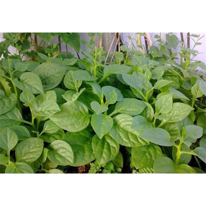 Hạt giống rau mồng tơi cao sản F1