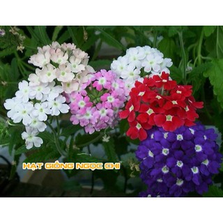 Hạt Giống Hoa Vân Anh (Cúc Indo) - 50 Hạt