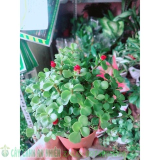 Cành vàng lá ngọc