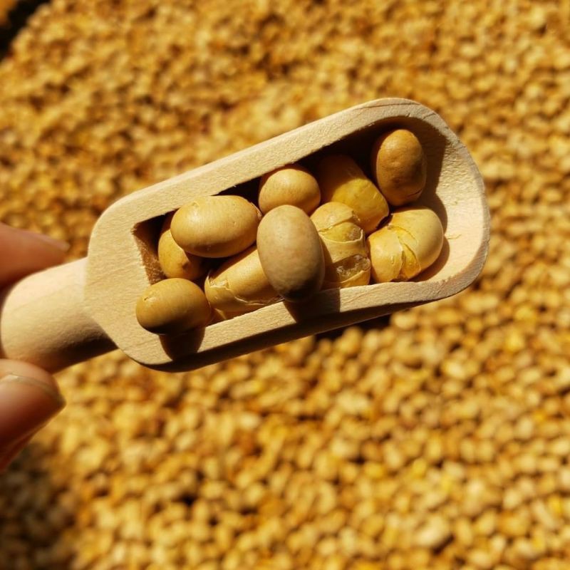Đậu Nành Sấy Giòn Lon 450Gram [FREE SHIP] TỪ ĐƠN 50K, [Loại Đặc Biệt] Hàng ngon nhà làm